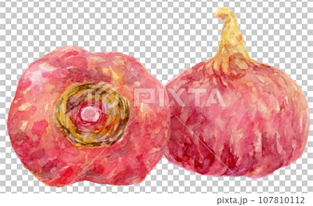 水彩兩紅瑪卡 107810112