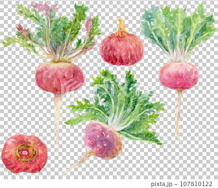 Watercolor red maca material collection Watercolor red maca material collection 107810122