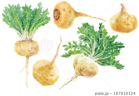 水彩白マカの素材集（黄マカ） 107810124