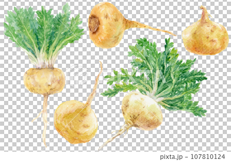 水彩白マカの素材集（黄マカ） 107810124