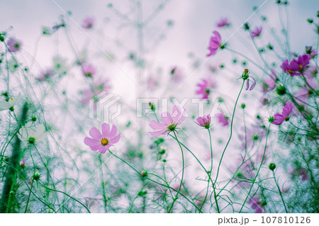 コスモス畑 107810126