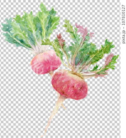 水彩葉がついた2つの赤マカ　斜めに交差 107810127