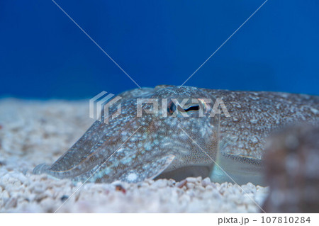 コウイカの顔 107810284