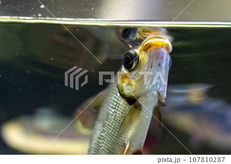水面に向く魚の顔 107810287