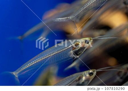 トランスルーセントグラスキャットフィッシュ 107810290