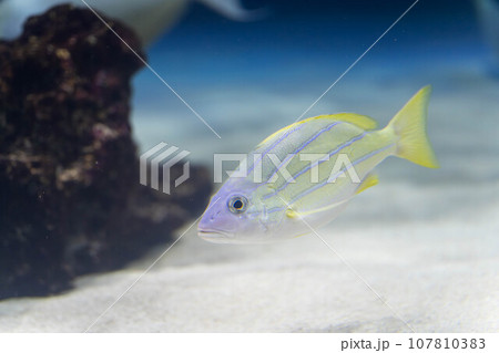きれいなノコギリダイ 107810383