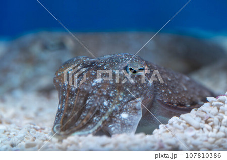 コウイカの顔 107810386