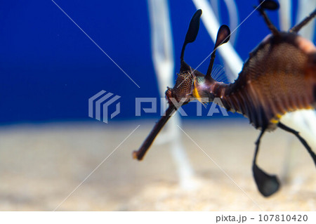 ウィーディーシードラゴン 107810420