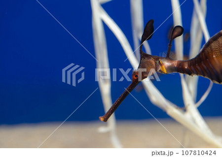 ウィーディーシードラゴン 107810424