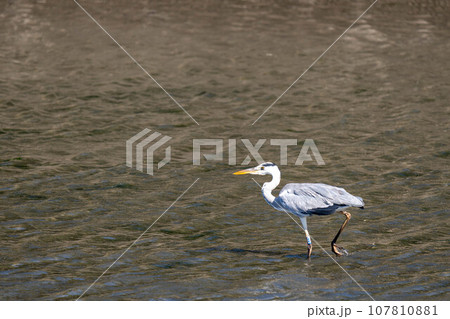 アオサギ 107810881