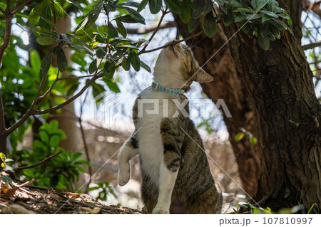 何かを見つめている猫 107810997