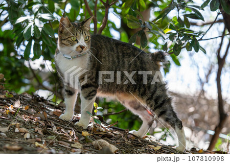 何かを見つめている猫 107810998