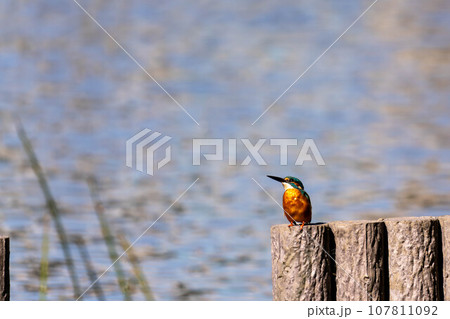 きれいなカワセミ 107811092