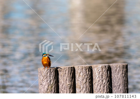 きれいなカワセミ きれいなカワセミ 107811143