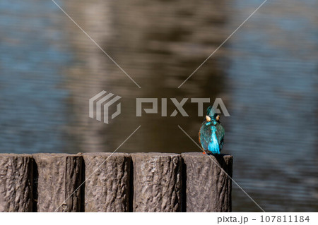 きれいなカワセミ 107811184