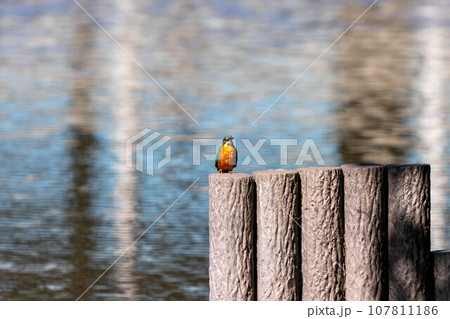 きれいなカワセミ 107811186