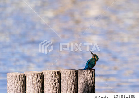 上を見上げているカワセミ 107811189