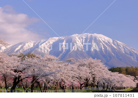 岩手県岩手郡雫石町丸谷地 小岩井農場の県道沿いの桜並木と残雪の岩手山 岩手県岩手郡雫石町丸谷地 小岩井農場の県道沿いの桜並木と残雪の岩手山 107811431