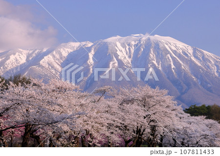 岩手県岩手郡雫石町丸谷地 小岩井農場の県道沿いの桜並木と残雪の岩手山 岩手県岩手郡雫石町丸谷地 小岩井農場の県道沿いの桜並木と残雪の岩手山 107811433