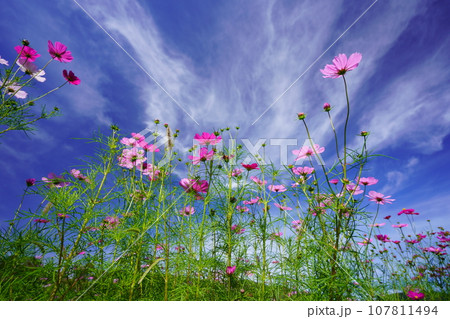 早朝の秋空・フレッシュなコスモスをローアングルで見上げる 107811494