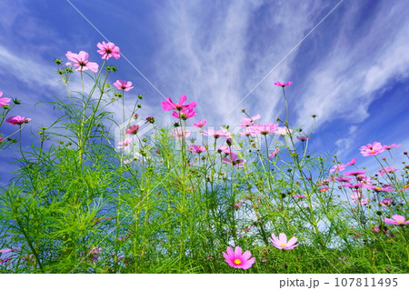 早朝の秋空・フレッシュなコスモスをローアングルで見上げる 107811495