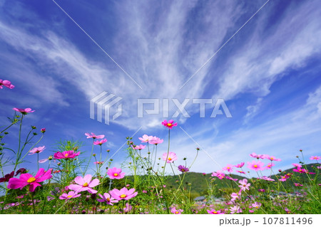 早朝の秋空・フレッシュなコスモスをローアングルで見上げる 107811496