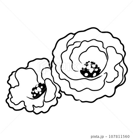 トルコキキョウの花のイラスト 107811560