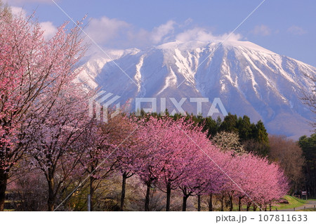 岩手県岩手郡雫石町丸谷地 小岩井農場の県道沿いのいろいろな品種の桜並木と残雪の岩手山 岩手県岩手郡雫石町丸谷地 小岩井農場の県道沿いのいろいろな品種の桜並木と残雪の岩手山 107811633
