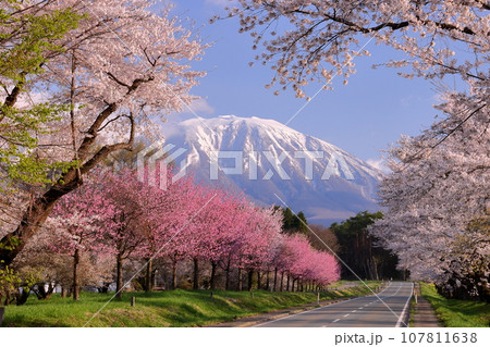 岩手県岩手郡雫石町丸谷地 小岩井農場の県道沿いのいろいろな品種の桜並木と残雪の岩手山 岩手県岩手郡雫石町丸谷地 小岩井農場の県道沿いのいろいろな品種の桜並木と残雪の岩手山 107811638