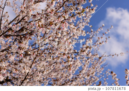 岩手県岩手郡雫石町丸谷地　小岩井農場の県道沿いの桜並木近くの小ぶりなサクラ 107811678