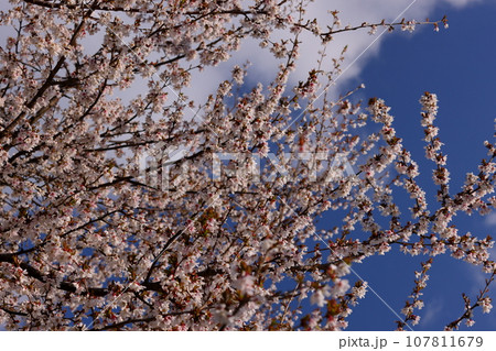 岩手県岩手郡雫石町丸谷地　小岩井農場の県道沿いの桜並木近くの小ぶりなサクラ 107811679