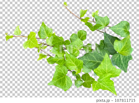 Ivy leaf cutout (background transparent) 107811715