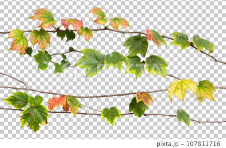 Colored ivy cutout (background transparent) Colored ivy cutout (background transparent) 107811716