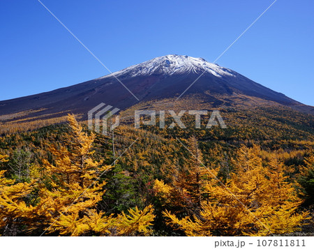 富士山と紅葉したカラマツ林が青空に映える　10月富士山594富士スバルライン・奥庭の紅葉H4.3 107811811