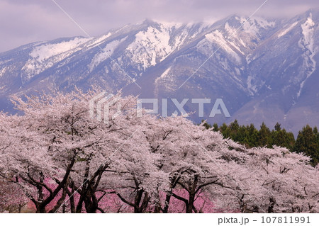 岩手県岩手郡雫石町丸谷地　小岩井農場の県道沿いの満開のソメイヨシノ桜並木と残雪の岩手山 107811991