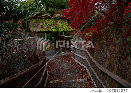 直指庵の紅葉 107812077