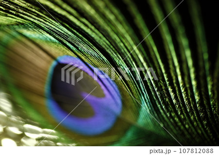 Peacock feather 107812088