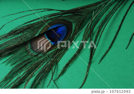 Peacock feather 107812093