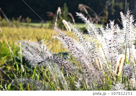 日の光に照らされた朝露がキラキラと輝く幻想的な秋の田舎の風景 107812251