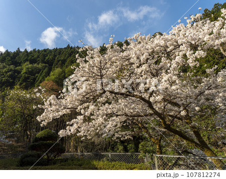 奈良県の室生に咲く桜の花 107812274