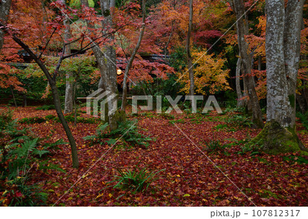 祇王寺の紅葉 107812317