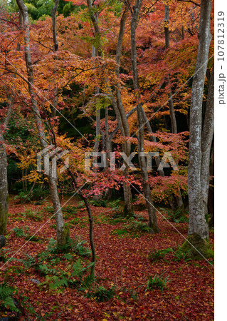 祇王寺の紅葉 107812319