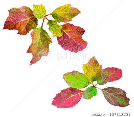 美しく色づいた柏葉アジサイの葉っぱ切抜き(背景透過) 美しく色づいた柏葉アジサイの葉っぱ切抜き(背景透過) 107812352