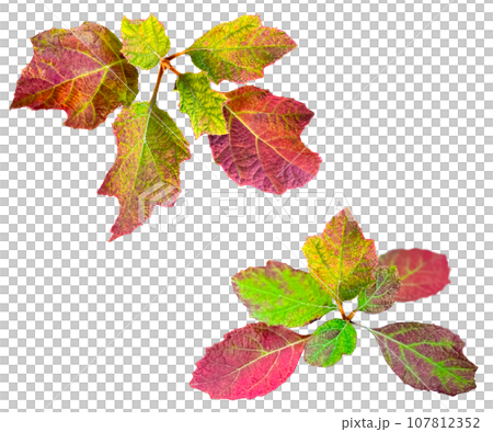 美しく色づいた柏葉アジサイの葉っぱ切抜き(背景透過) 美しく色づいた柏葉アジサイの葉っぱ切抜き(背景透過) 107812352