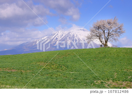 岩手県滝沢市巣子　滝沢の丘の上の一本桜（三角山の一本桜）と残雪の岩手山 107812486