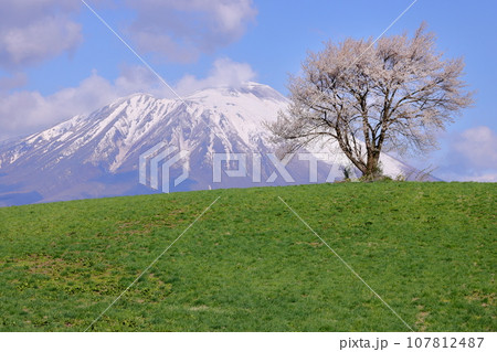 岩手県滝沢市巣子 滝沢の丘の上の一本桜(三角山の一本桜)と残雪の岩手山 岩手県滝沢市巣子 滝沢の丘の上の一本桜(三角山の一本桜)と残雪の岩手山 107812487