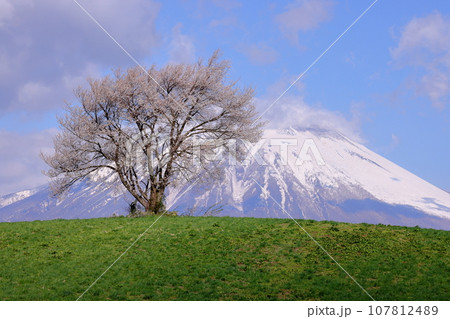 岩手県滝沢市巣子　滝沢の丘の上の一本桜（三角山の一本桜）と残雪の岩手山 107812489