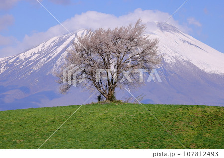 岩手県滝沢市巣子　滝沢の丘の上の一本桜（三角山の一本桜）と残雪の岩手山 107812493