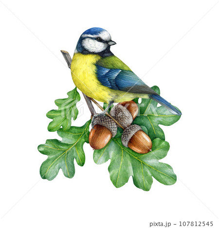 Blue tit bird on a oak tree branch with acorns. Watercolor illustration. Tit bird sit on a oak twig with green leaves, acorns. Natural forest, garden scene. Wildlife nature decor on white background Blue tit bird on a oak tree branch with acorns. Watercolor illustration. Tit bird sit on a oak twig with green leaves, acorns. Natural forest, garden scene. Wildlife nature decor on white background 107812545