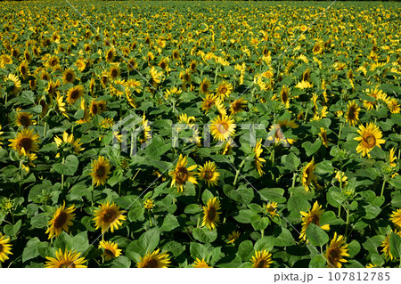大曲湖畔園地ヒマワリ畑 大曲湖畔園地ヒマワリ畑 107812785
